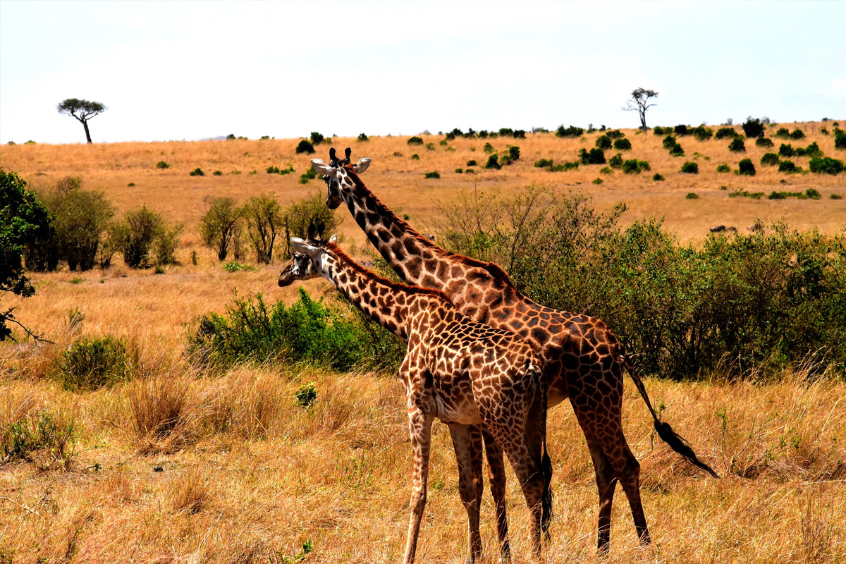 Tanzania during June